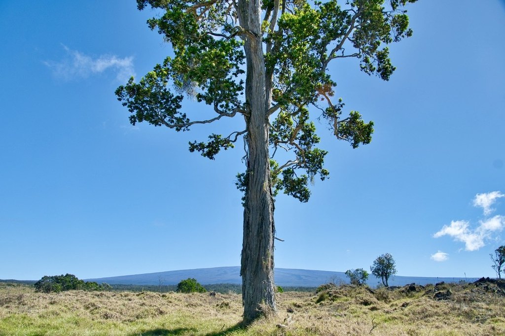 Kealakekua, Hawaii, 96725, United States, ,Land,Forsale,1953838