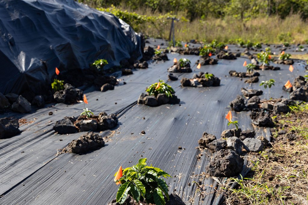 Captain Cook, Hawaii, 96704, United States, ,Land,Forsale,1886666