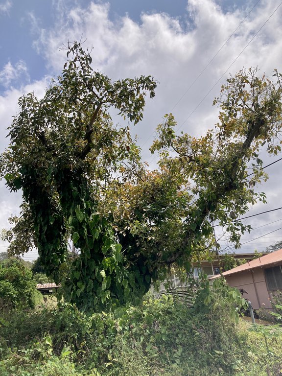 Holualoa, Hawaii, 96725, United States, ,0.5 BathroomBathrooms,Residential,Forsale,1929312