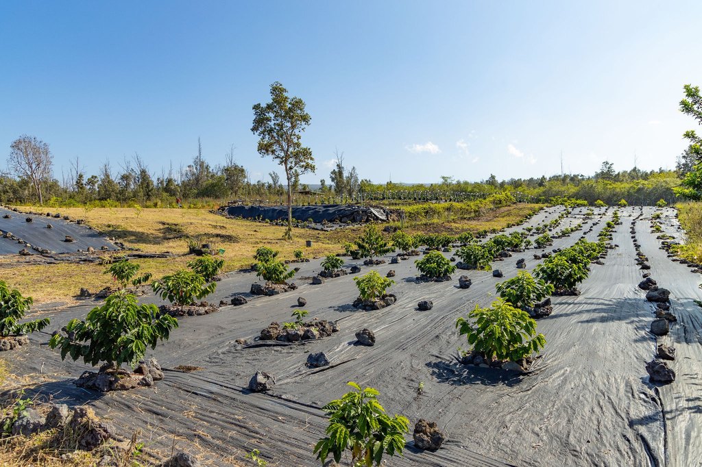 Captain Cook, Hawaii, 96704, United States, ,Land,Forsale,1886666