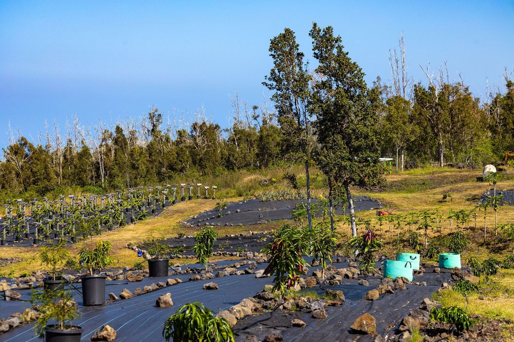 Captain Cook, Hawaii, 96704, United States, ,Land,Forsale,1886666