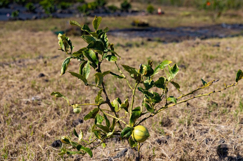 Captain Cook, Hawaii, 96704, United States, ,Land,Forsale,1886666