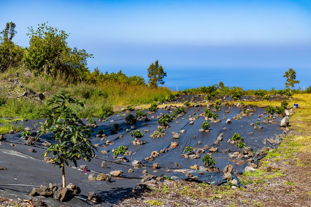 Captain Cook, Hawaii, 96704, United States, ,Land,Forsale,1886666