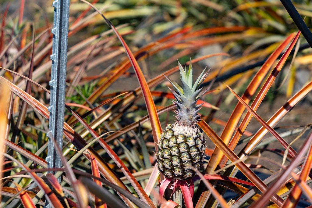 Captain Cook, Hawaii, 96704, United States, ,Land,Forsale,1886666