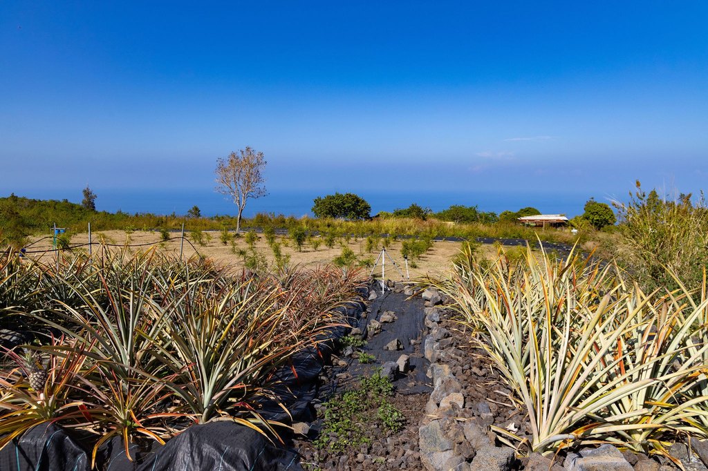 Captain Cook, Hawaii, 96704, United States, ,Land,Forsale,1886666