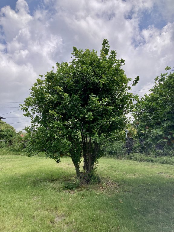 Holualoa, Hawaii, 96725, United States, ,0.5 BathroomBathrooms,Residential,Forsale,1929312