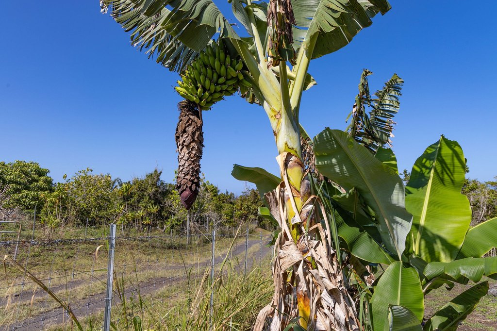 Captain Cook, Hawaii, 96704, United States, ,Land,Forsale,1886666