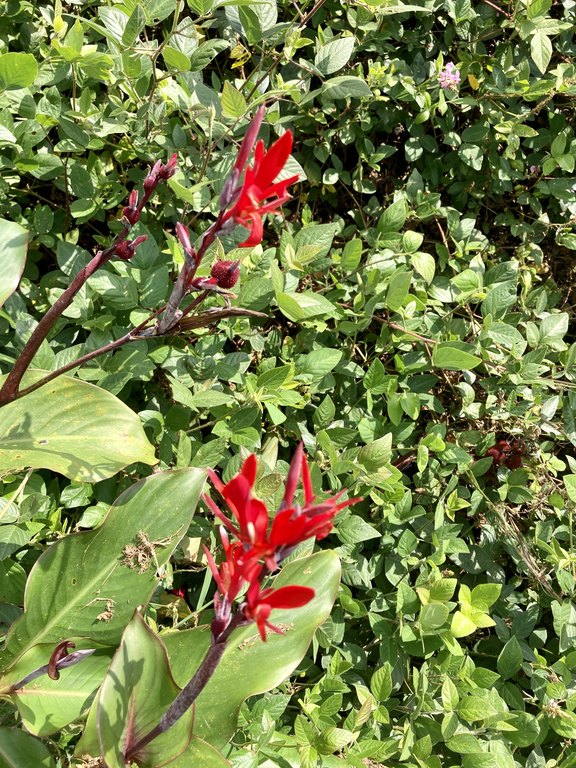 Holualoa, Hawaii, 96725, United States, ,0.5 BathroomBathrooms,Residential,Forsale,1929312