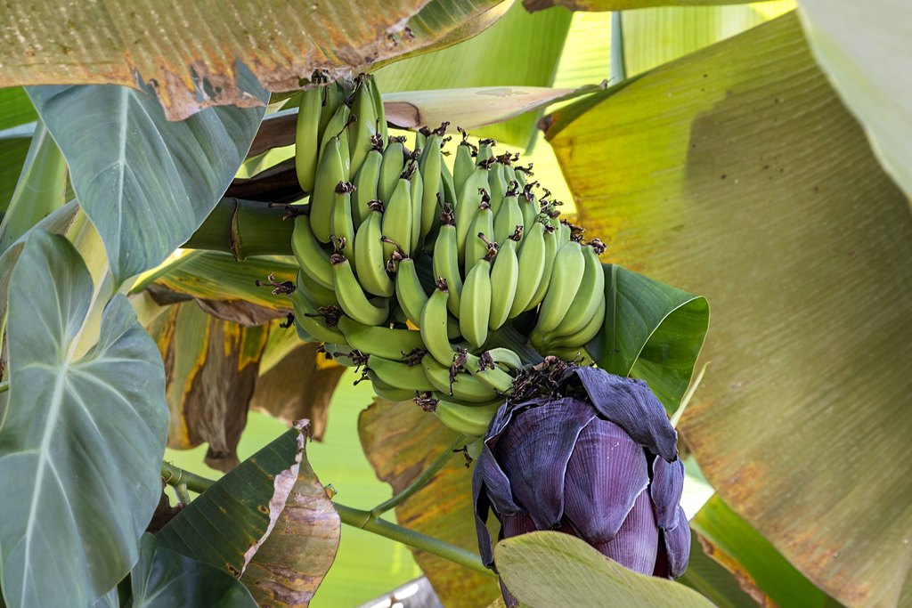 Holualoa, Hawaii, 96725, United States, ,0.5 BathroomBathrooms,Residential,Forsale,1929312