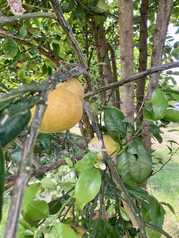 Holualoa, Hawaii, 96725, United States, ,0.5 BathroomBathrooms,Residential,Forsale,1929312