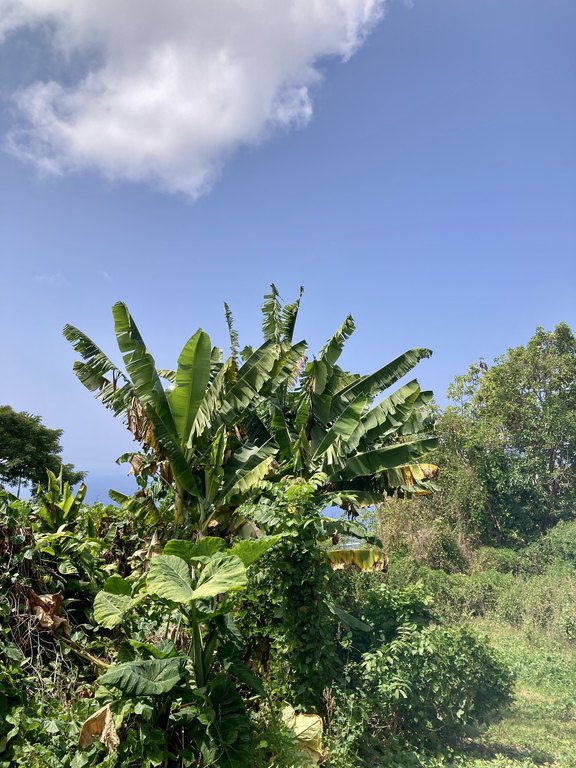 Holualoa, Hawaii, 96725, United States, ,0.5 BathroomBathrooms,Residential,Forsale,1929312