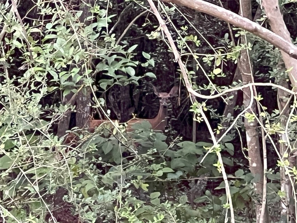 Waller, Texas, 77484, United States, ,Land,Forsale,1973412