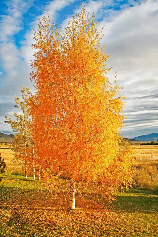 Ennis, Montana, 59729, United States, 5 Bedrooms Bedrooms, ,3 BathroomsBathrooms,Residential,Forsale,1986986