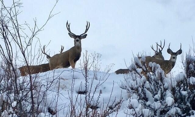 Hamilton, Montana, 59840, United States, ,Land,Forsale,1986971