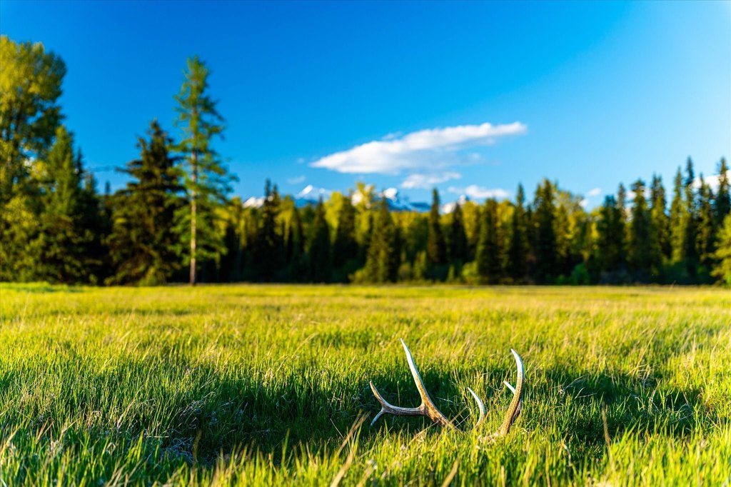Polebridge, Montana, 59928, United States, ,Land,Forsale,1913811