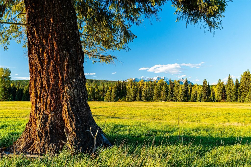 Polebridge, Montana, 59928, United States, ,Land,Forsale,1913811