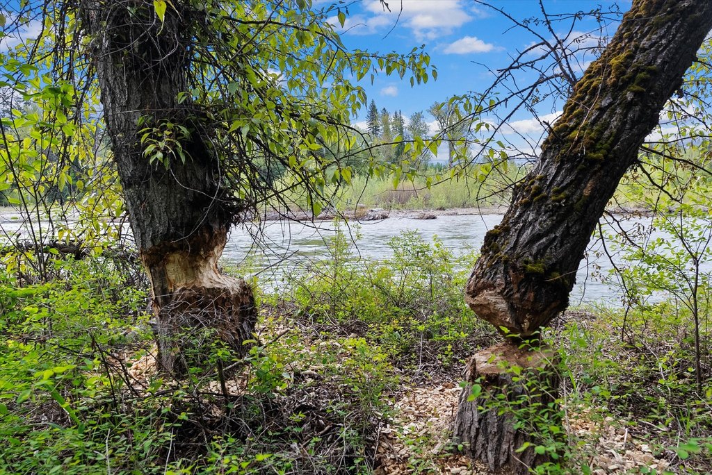 Bigfork, Montana, 59911, United States, ,Land,Forsale,1941209