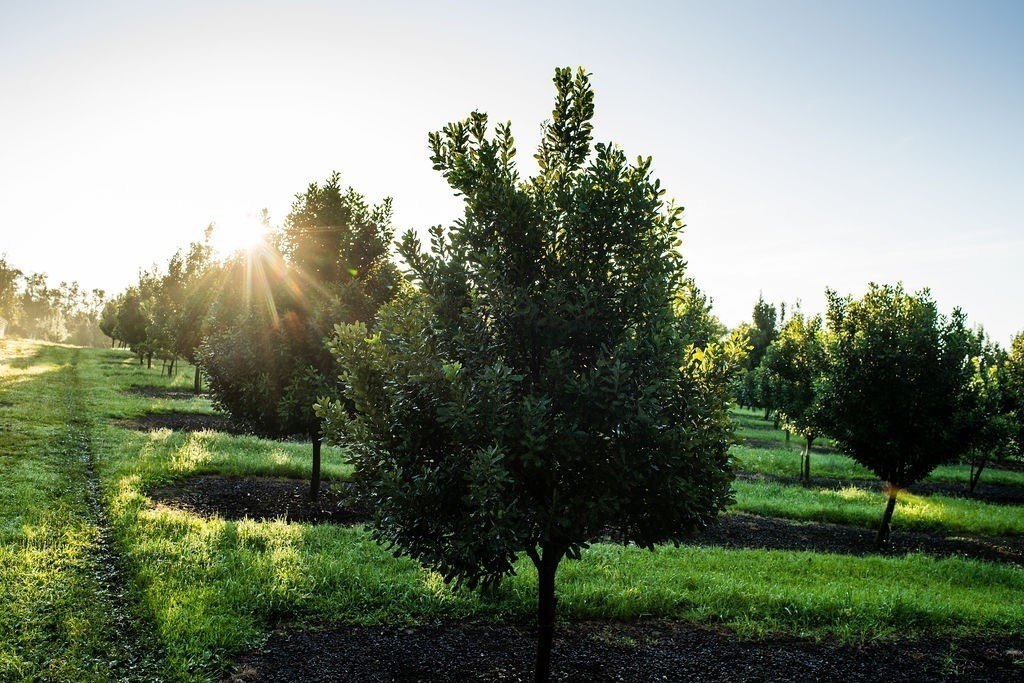 Naalehu, Hawaii, 96772, United States, ,Residential,Forsale,1953850