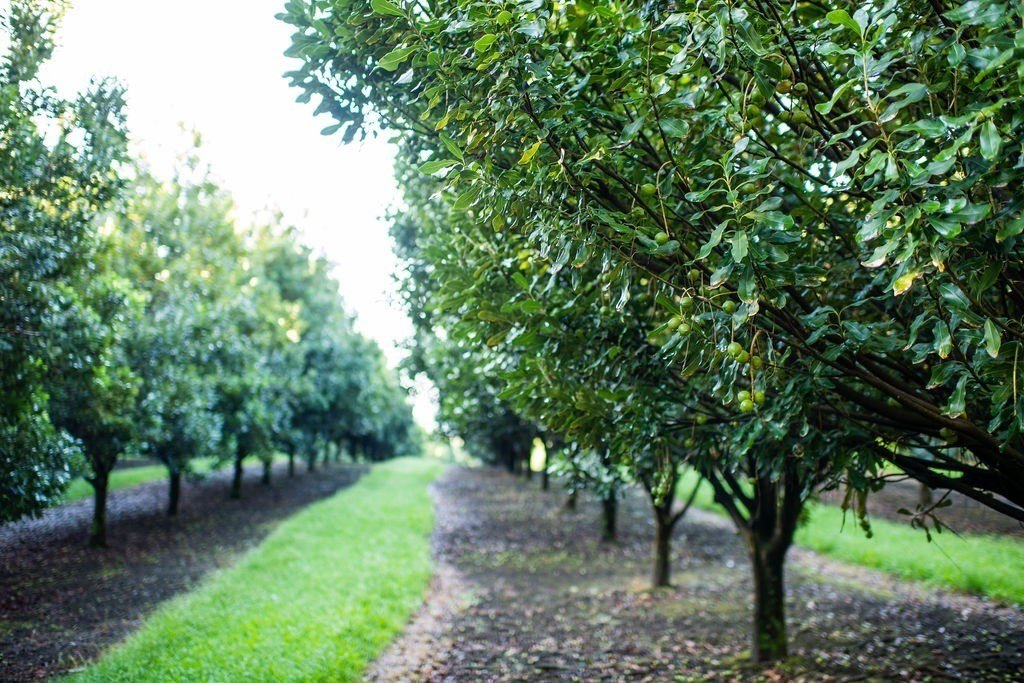 Naalehu, Hawaii, 96772, United States, ,Residential,Forsale,1953850