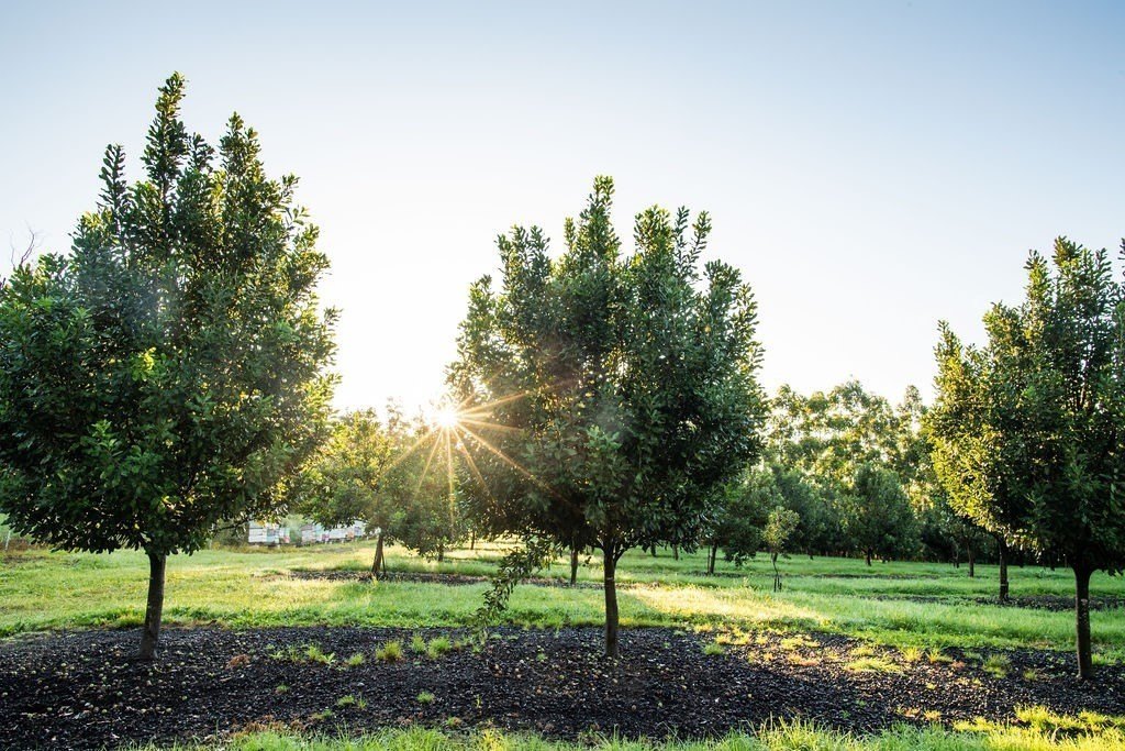 Naalehu, Hawaii, 96772, United States, ,Residential,Forsale,1953850