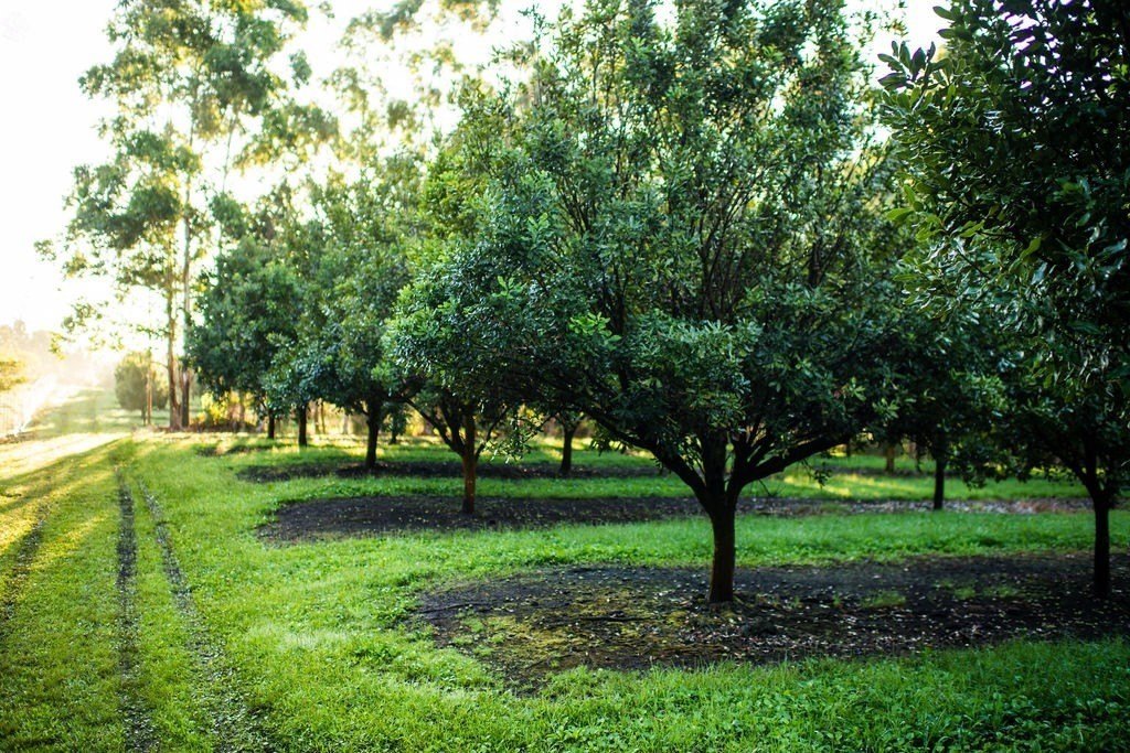 Naalehu, Hawaii, 96772, United States, ,Residential,Forsale,1953850