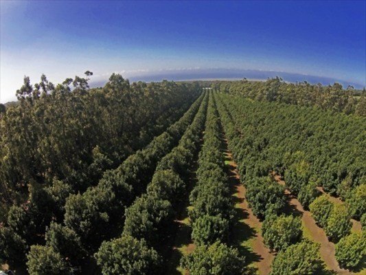 Naalehu, Hawaii, 96772, United States, ,Residential,Forsale,1953850