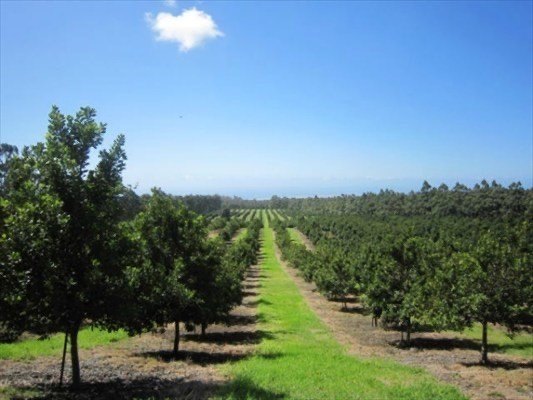 Naalehu, Hawaii, 96772, United States, ,Residential,Forsale,1953850