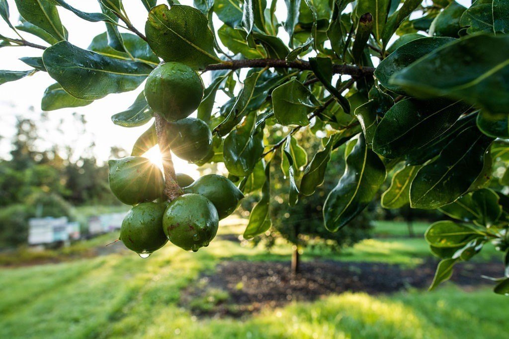 Naalehu, Hawaii, 96772, United States, ,Residential,Forsale,1953850