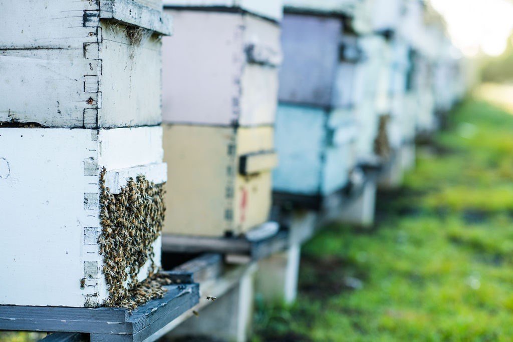 Naalehu, Hawaii, 96772, United States, ,Residential,Forsale,1953850