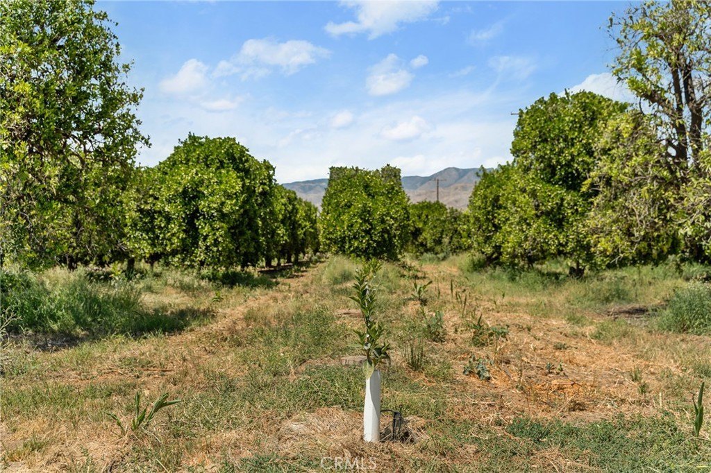 Redlands, California, 92374, United States, ,Land,Forsale,1941466