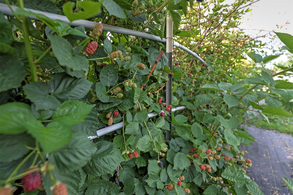 Corvallis, Montana, 59828, United States, 4 Bedrooms Bedrooms, ,3.5 BathroomsBathrooms,Residential,Forsale,1944296