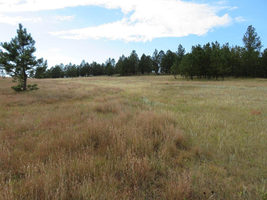 Custer, South Dakota, 57730, United States, ,Land,Forsale,2004154
