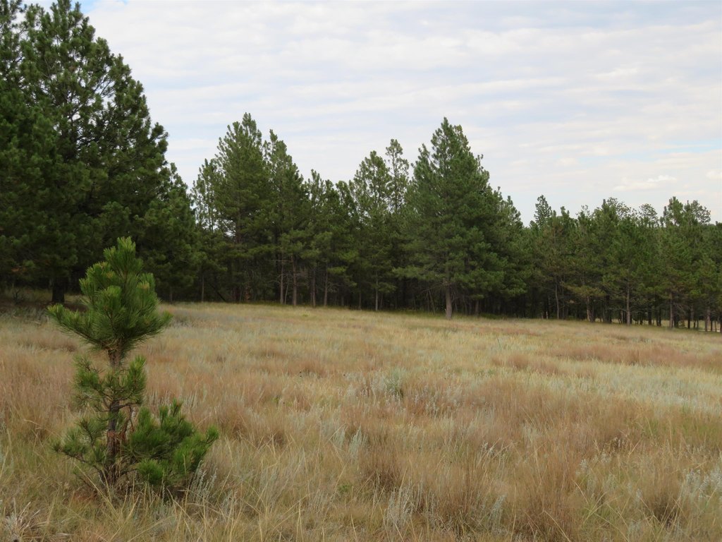 Custer, South Dakota, 57730, United States, ,Land,Forsale,2004154