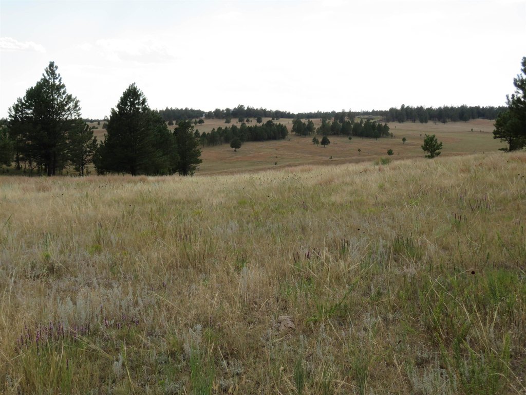 Custer, South Dakota, 57730, United States, ,Land,Forsale,2004154
