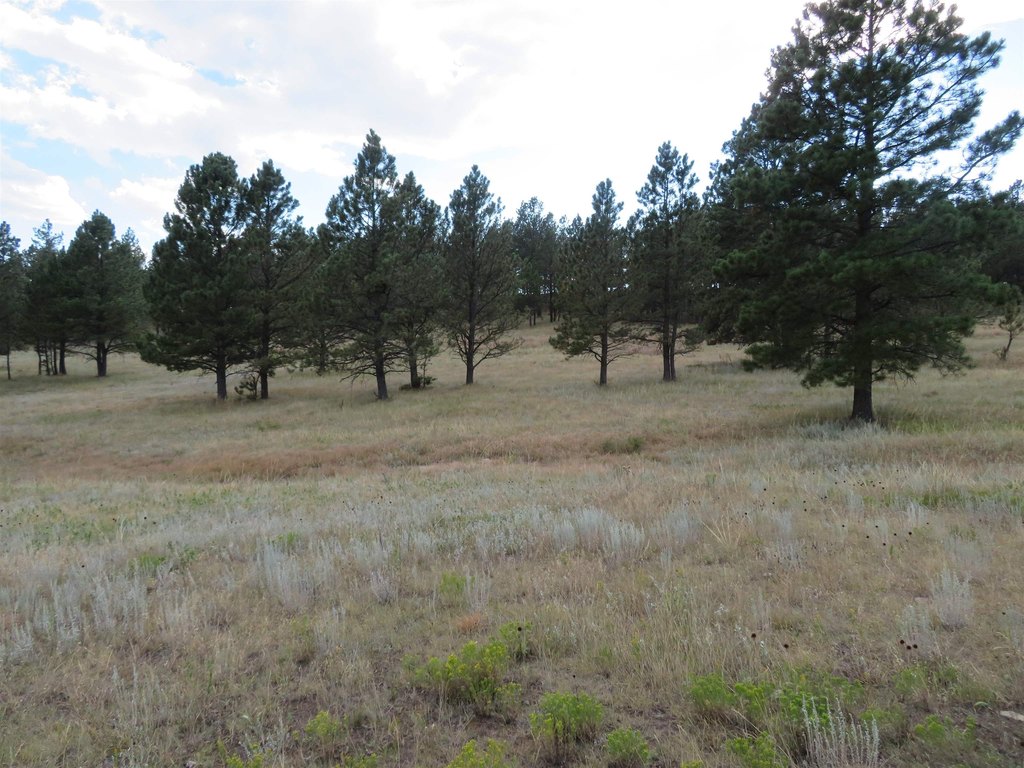 Custer, South Dakota, 57730, United States, ,Land,Forsale,2004154