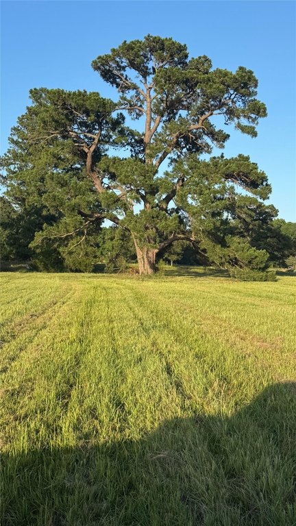 Montgomery, Texas, 77356, United States, ,Land,Forsale,1973429