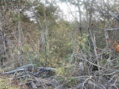 Sevierville, Tennessee, 37764, United States, ,Commercial,Forsale,1893795