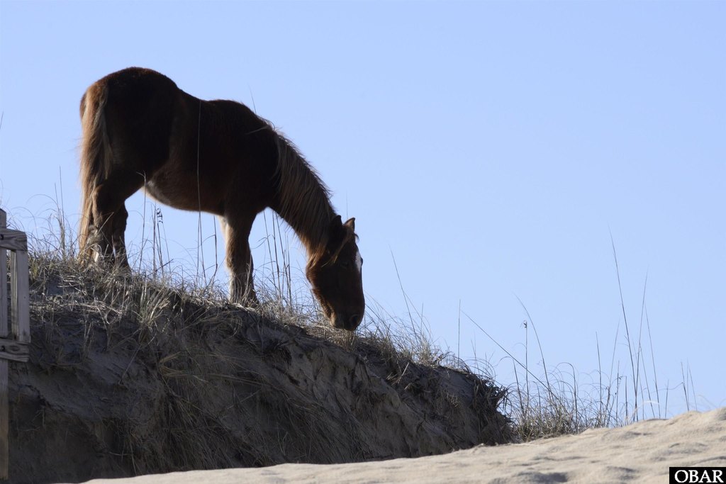 Corolla, North Carolina, 27927, United States, ,Land,Forsale,2010257