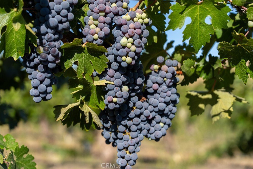 San Miguel, California, 93451, United States, ,Land,Forsale,1967188