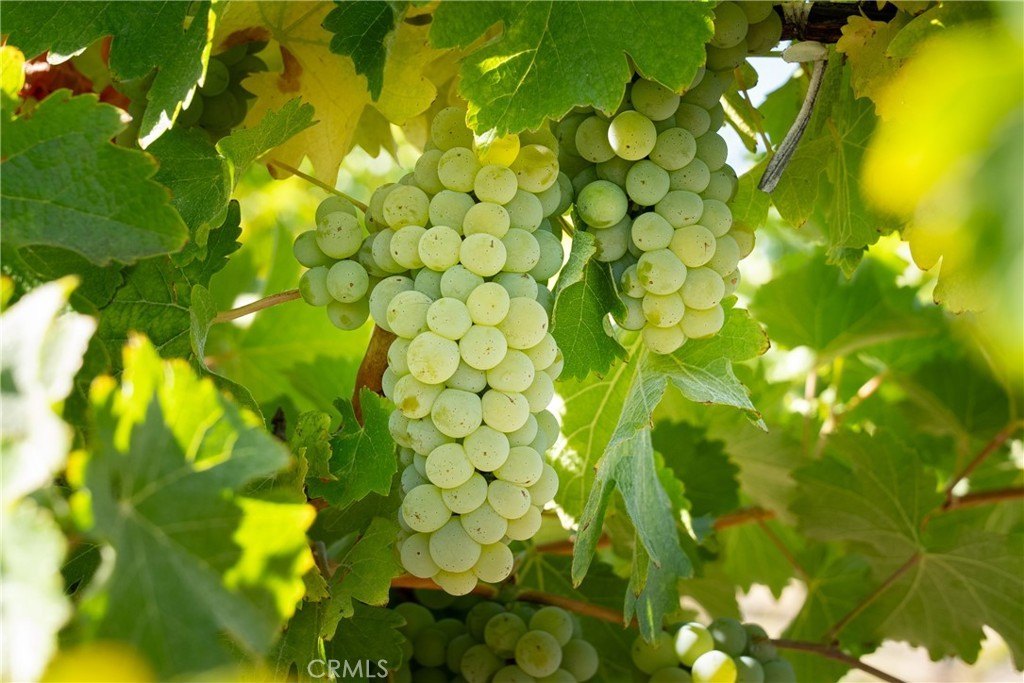 San Miguel, California, 93451, United States, ,Land,Forsale,1967188