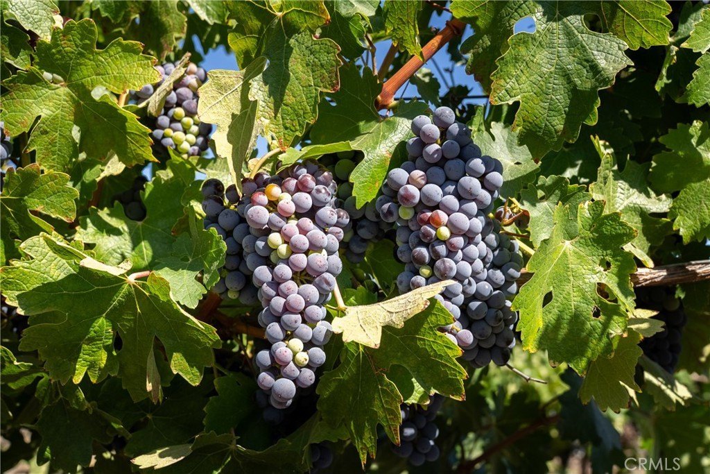 San Miguel, California, 93451, United States, ,Land,Forsale,1967188