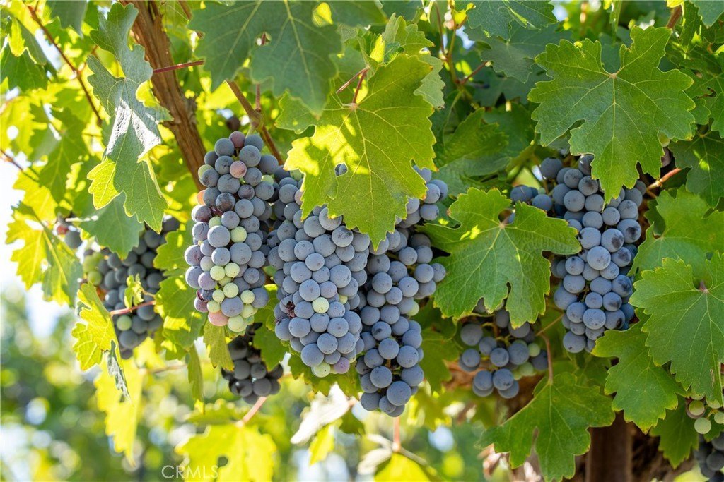 San Miguel, California, 93451, United States, ,Land,Forsale,1967188