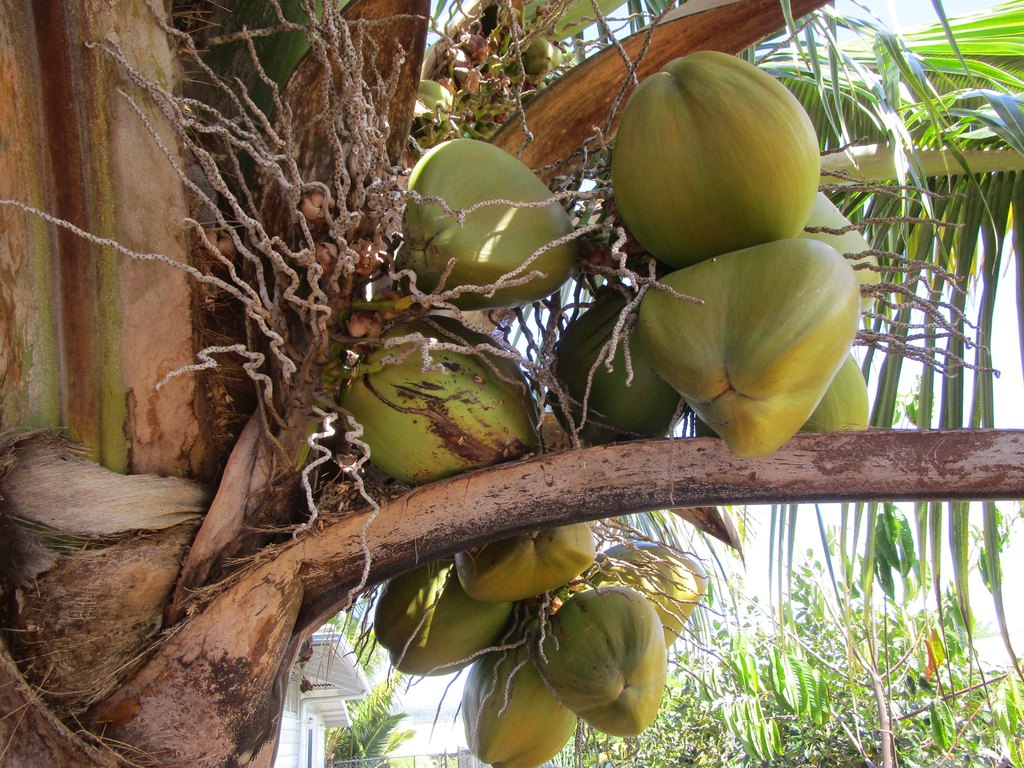 Hilo, Hawaii, 96720, United States, 3 Bedrooms Bedrooms, ,2 BathroomsBathrooms,Residential,Forsale,1989840