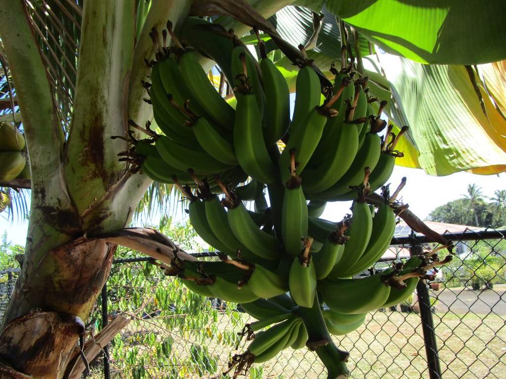 Hilo, Hawaii, 96720, United States, 3 Bedrooms Bedrooms, ,2 BathroomsBathrooms,Residential,Forsale,1989840