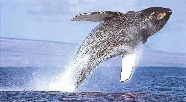 Kamuela, Hawaii, 96743, United States, ,Land,Forsale,1989826