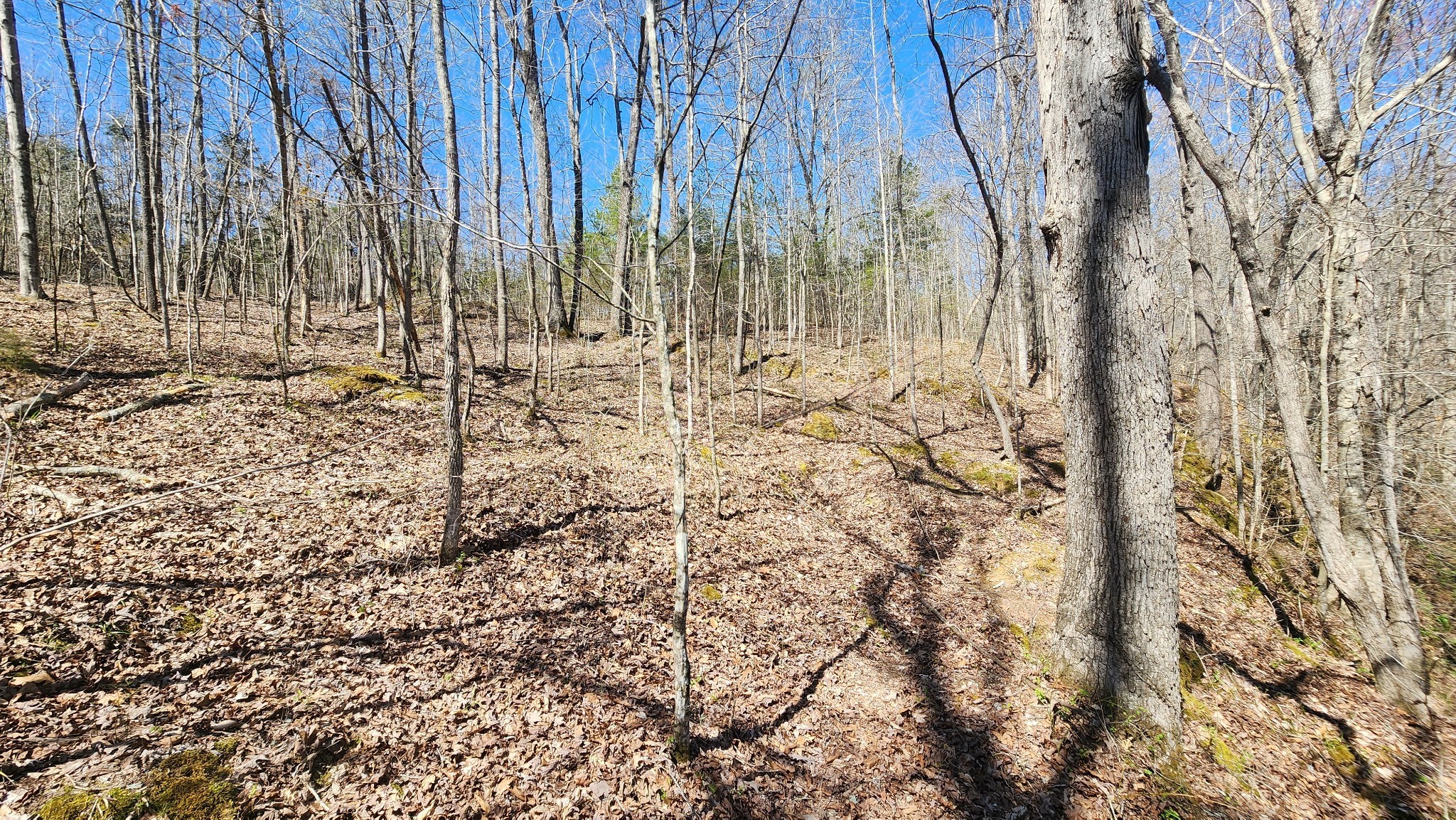 Smithville, Tennessee, 37166, United States, ,Land,Forsale,1999481