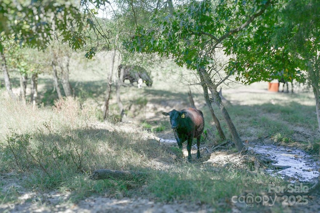 Sharon, South Carolina, 29742, United States, ,Land,Forsale,1985969