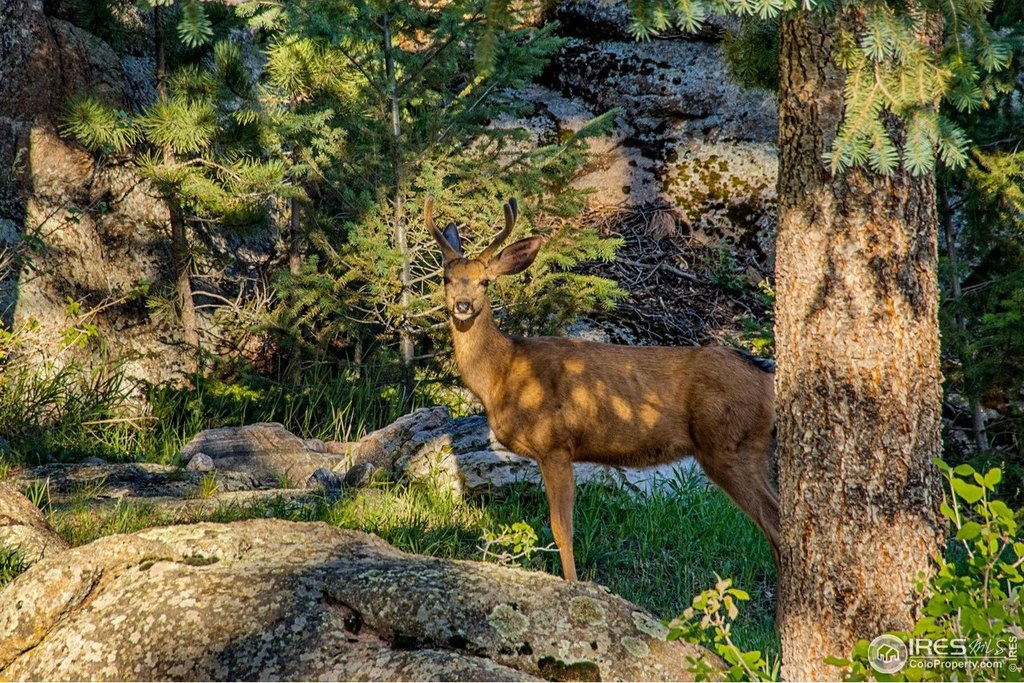Evergreen, Colorado, 80439, United States, 6 Bedrooms Bedrooms, ,6.5 BathroomsBathrooms,Residential,Forsale,1967232