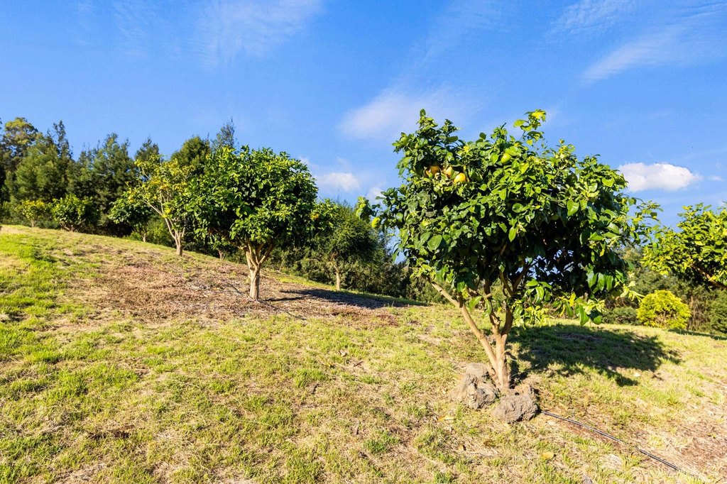 Kula, Hawaii, 96790, United States, ,Land,Forsale,1963544