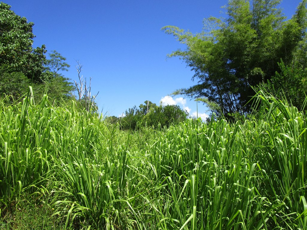 Pepeekeo, Hawaii, 96783, United States, ,Land,Forsale,1989841